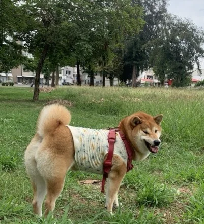 米塔站在草地上回頭看